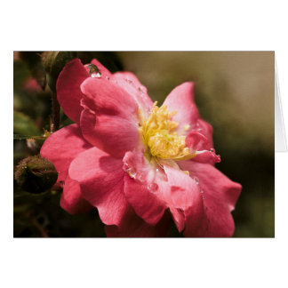 Roos voor regenachtige dag