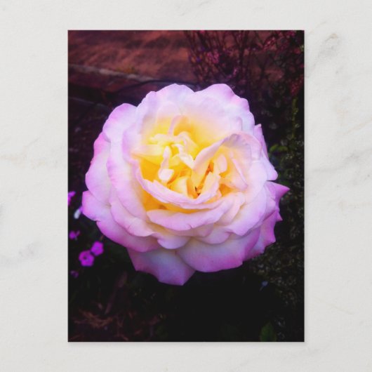 roos "Vrede" Briefkaart (Voorkant)