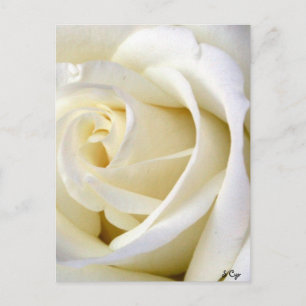Roos White Briefkaart