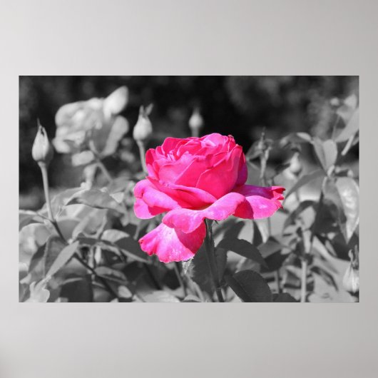 Roos zwart-wit poster (Voorkant)