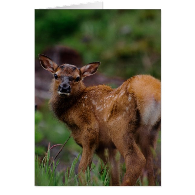 Roosevelt Elk Calf 1 (Devant)