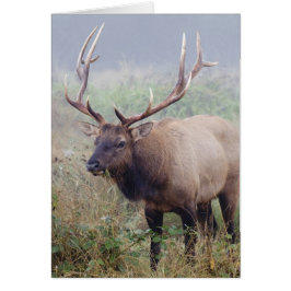 Roosevelt Elk Grazes in het nationaal park Redwood