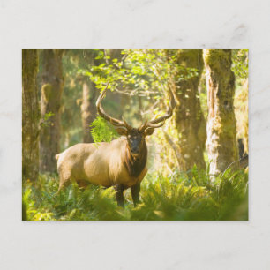 Roosevelt Elk   Nationaal park van de Olympische S Briefkaart