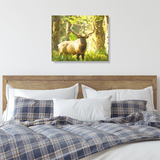 Roosevelt Elk | Nationaal park van de Olympische S Canvas Afdruk (Insitu (Slaapkamer))