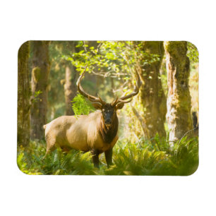 Roosevelt Elk Nationaal park van de Olympische S Magneet