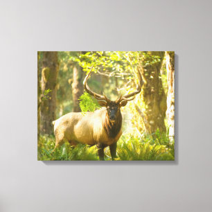 Roosevelt Elk   Olympic National Park, Washington Canvas Afdruk