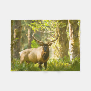 Roosevelt Elk Olympic National Park, Washington Fleece Deken