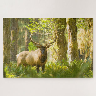 Roosevelt Elk Olympic National Park, Washington Legpuzzel
