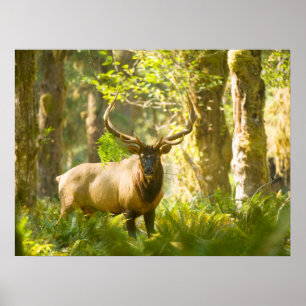 Roosevelt Elk Olympic National Park, Washington Poster