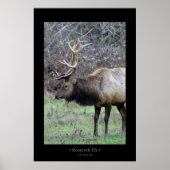 Roosevelt Elk Poster (Voorkant)