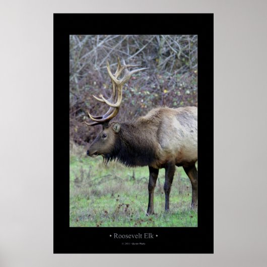 Roosevelt Elk Poster (Voorkant)