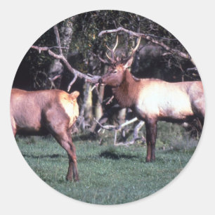 Roosevelt Elk Ronde Sticker
