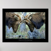 Roosevelt Elk Sparring Poster (Voorkant)
