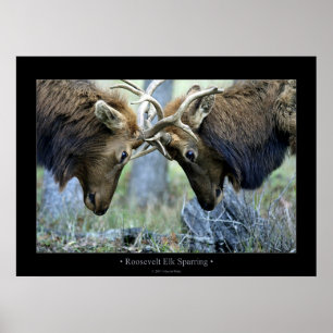 Roosevelt Elk Sparring Poster