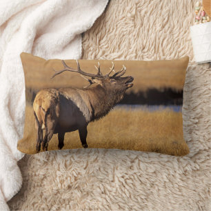 Roosevelt Eull Elk Wyoming Kussen