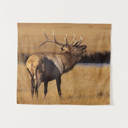 Roosevelt Eull Elk Wyoming Wandkleed (Voorkant (horizontaal))