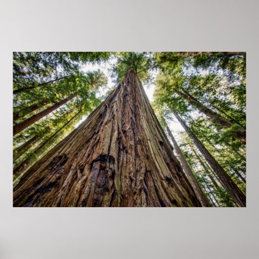 Roosevelt Grove Poster (Voorkant)