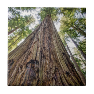 Roosevelt Grove Tegeltje