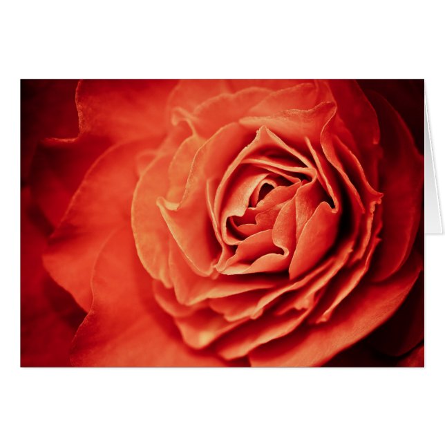 rooskleurig leven (Voorkant Horizontaal)