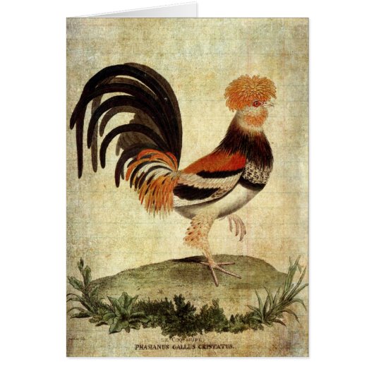 Rooster (Devant)
