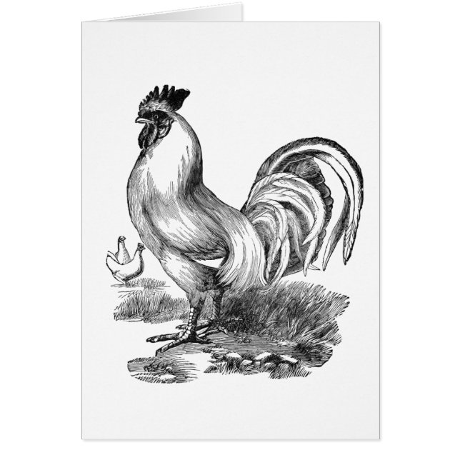  rooster (Voorkant)