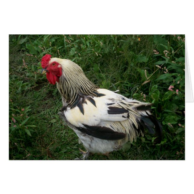 Rooster (Devant Horizontal)