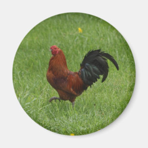 Rooster 1 - magnet magneet