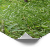 Rooster 1 - poster (Hoek)