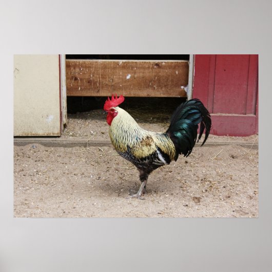 Rooster afdrukken poster (Voorkant)
