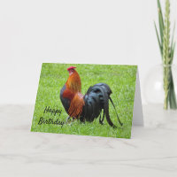 Rooster Birthday