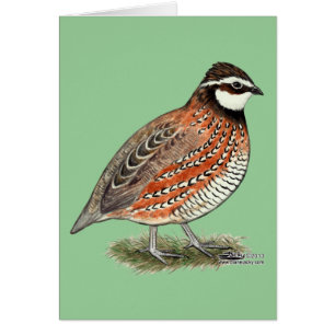 Rooster Bobwhite Quail