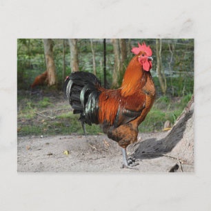 Rooster Briefkaart