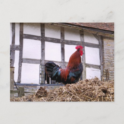 ROOSTER BRIEFKAART (Voorkant)
