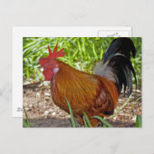 Rooster Briefkaart (Voorkant / Achterkant)