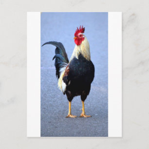 Rooster Briefkaart