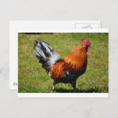 Rooster Briefkaart (Voorkant / Achterkant)