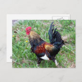 Rooster-Briefkaart uitvoeren Briefkaart (Voorkant / Achterkant)