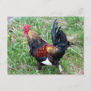 Rooster-Briefkaart uitvoeren Briefkaart