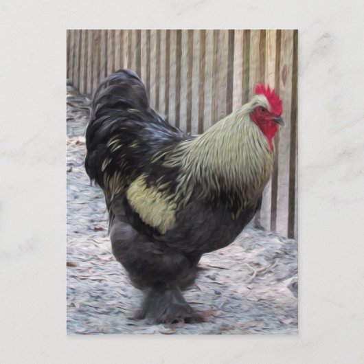 Rooster Chicken Painting Briefkaart (Voorkant)
