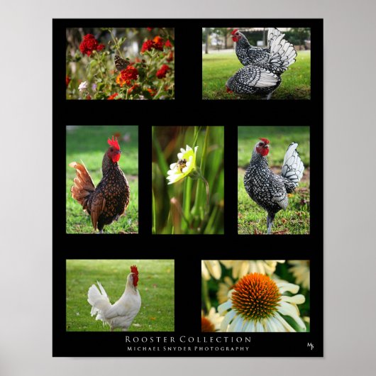 "Rooster Collectie" Poster (Voorkant)