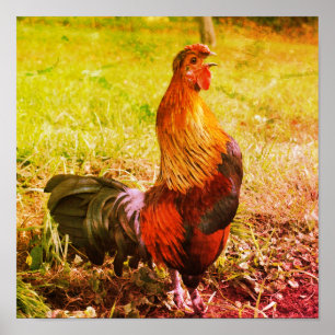 Rooster Croster Boerderij Dierlijk Abstract Poster