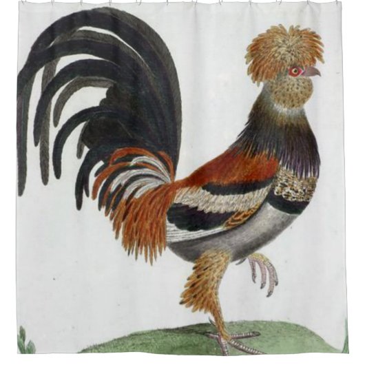 Rooster de rideau de douche (Devant)