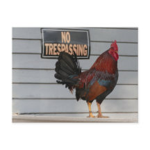 Rooster die een belangrijk Poster van West Porch b