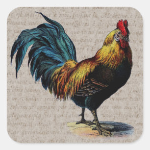  Rooster en Antiek tekstopslag - Aangepast Vierkante Sticker