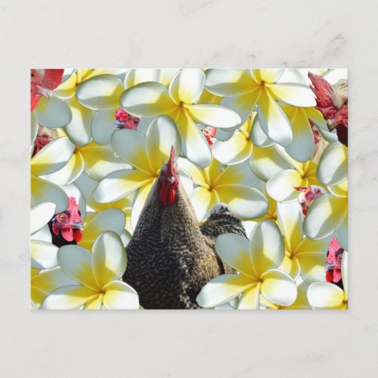 Rooster en Frangipanis Briefkaart (Voorkant)