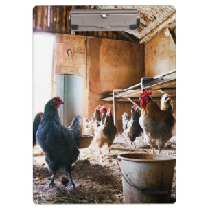Rooster en hennen in Barn Klembord