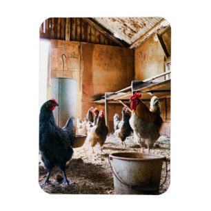 Rooster en hennen in Barn Magneet