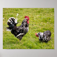 Rooster en kip op gras