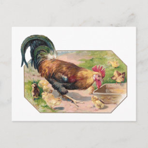 Rooster en kippen briefkaart