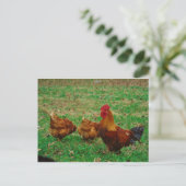 Rooster en zijn kippen briefkaart (Staand voorkant)